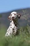 DALMATIEN 057